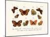 Butterflies, 1783-1806-null-Mounted Giclee Print