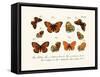 Butterflies, 1783-1806-null-Framed Stretched Canvas