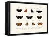 Butterflies, 1783-1806-null-Framed Stretched Canvas