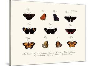 Butterflies, 1783-1806-null-Stretched Canvas