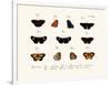 Butterflies, 1783-1806-null-Framed Giclee Print