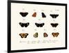 Butterflies, 1783-1806-null-Framed Giclee Print