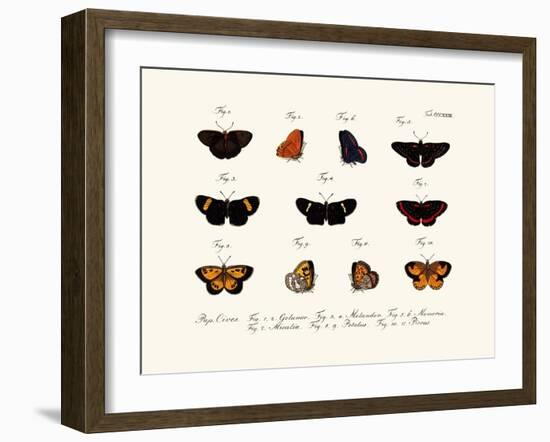 Butterflies, 1783-1806-null-Framed Giclee Print