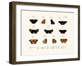 Butterflies, 1783-1806-null-Framed Giclee Print