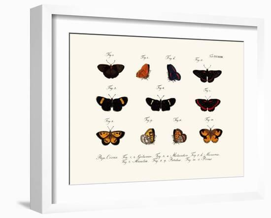 Butterflies, 1783-1806-null-Framed Giclee Print