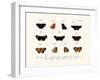 Butterflies, 1783-1806-null-Framed Giclee Print