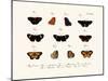 Butterflies, 1783-1806-null-Mounted Giclee Print