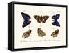 Butterflies, 1783-1806-null-Framed Stretched Canvas