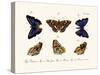 Butterflies, 1783-1806-null-Stretched Canvas