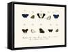 Butterflies, 1783-1806-null-Framed Stretched Canvas