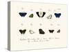 Butterflies, 1783-1806-null-Stretched Canvas