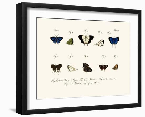 Butterflies, 1783-1806-null-Framed Giclee Print