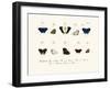 Butterflies, 1783-1806-null-Framed Giclee Print