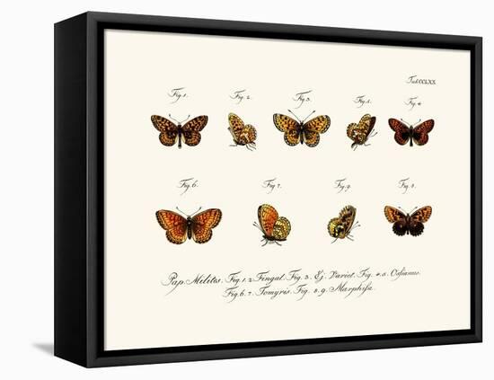 Butterflies, 1783-1806-null-Framed Stretched Canvas