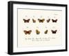 Butterflies, 1783-1806-null-Framed Giclee Print