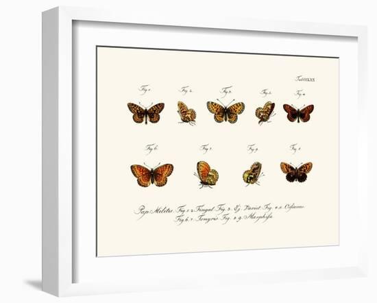 Butterflies, 1783-1806-null-Framed Giclee Print