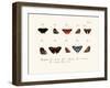 Butterflies, 1783-1806-null-Framed Giclee Print