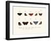 Butterflies, 1783-1806-null-Framed Giclee Print