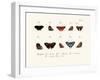 Butterflies, 1783-1806-null-Framed Giclee Print