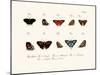 Butterflies, 1783-1806-null-Mounted Giclee Print