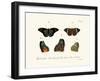 Butterflies, 1783-1806-null-Framed Giclee Print