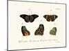 Butterflies, 1783-1806-null-Mounted Giclee Print