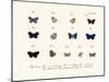 Butterflies, 1783-1806-null-Mounted Giclee Print