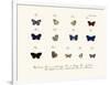 Butterflies, 1783-1806-null-Framed Giclee Print