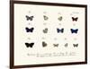 Butterflies, 1783-1806-null-Framed Giclee Print