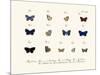 Butterflies, 1783-1806-null-Mounted Giclee Print