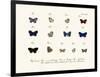 Butterflies, 1783-1806-null-Framed Giclee Print