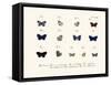 Butterflies, 1783-1806-null-Framed Stretched Canvas