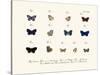 Butterflies, 1783-1806-null-Stretched Canvas