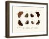 Butterflies, 1783-1806-null-Framed Giclee Print