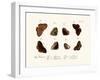 Butterflies, 1783-1806-null-Framed Giclee Print