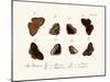 Butterflies, 1783-1806-null-Mounted Giclee Print