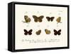 Butterflies, 1783-1806-null-Framed Stretched Canvas