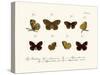 Butterflies, 1783-1806-null-Stretched Canvas
