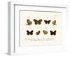 Butterflies, 1783-1806-null-Framed Giclee Print