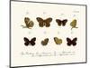 Butterflies, 1783-1806-null-Mounted Giclee Print