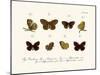 Butterflies, 1783-1806-null-Mounted Giclee Print