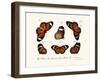 Butterflies, 1783-1806-null-Framed Giclee Print