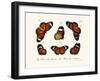 Butterflies, 1783-1806-null-Framed Giclee Print