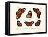 Butterflies, 1783-1806-null-Framed Stretched Canvas