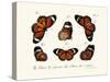 Butterflies, 1783-1806-null-Stretched Canvas