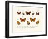 Butterflies, 1783-1806-null-Framed Giclee Print