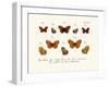 Butterflies, 1783-1806-null-Framed Giclee Print