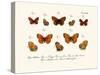 Butterflies, 1783-1806-null-Stretched Canvas