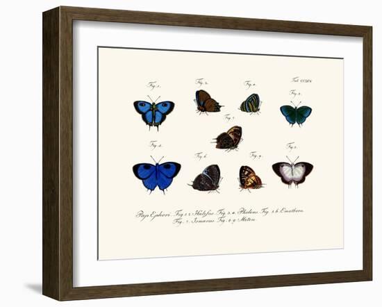 Butterflies, 1783-1806-null-Framed Giclee Print