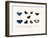 Butterflies, 1783-1806-null-Framed Giclee Print